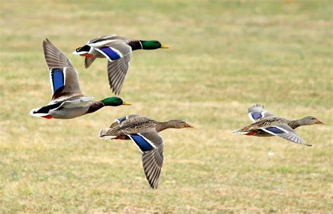 Mallard | Audubon Field Guide