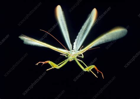 Male praying mantis in flight - Stock Image - Z275/0034 - Science Photo ...