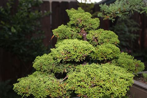 Shimpaku Juniper or Sargent Juniper Bonsai | kuromatsubonsai.com