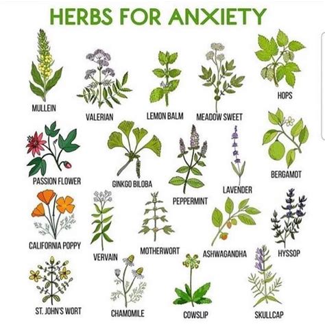 Magic Herbs, Herbal Magic, Healing Herbs, Medicinal Plants, Holistic ...