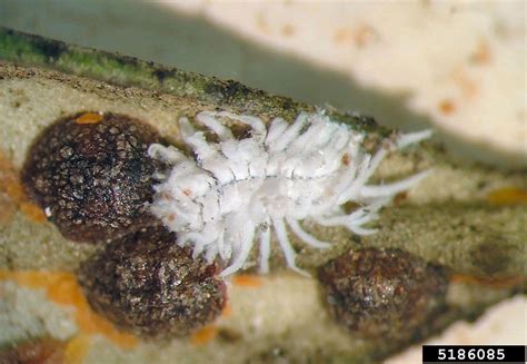 mealybug destroyer (Cryptolaemus montrouzieri)