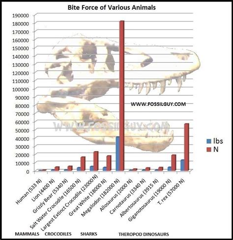 Fossilguy.com: T-Rex: Tyrannosaurus Dinosaur Facts and Information