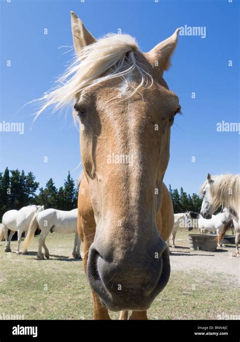 Camargue white horse Stock Photo - Alamy