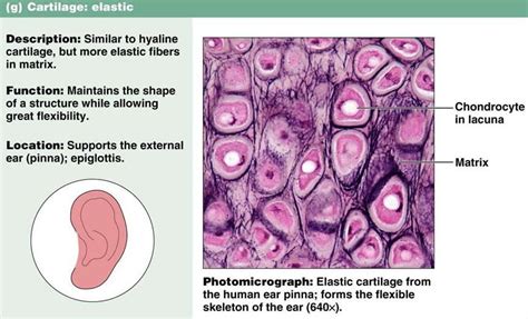 Tissue: The Living Fabric | Tissue types, Body tissues, Human anatomy ...