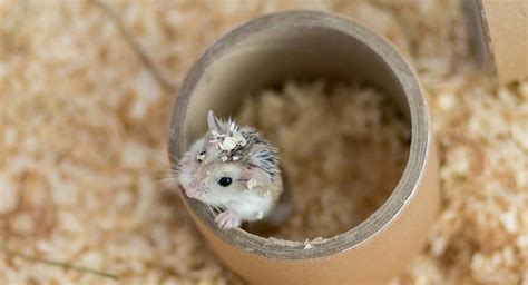 DIY Hamster Toys - The Best Creative Homemade Hamster Toys