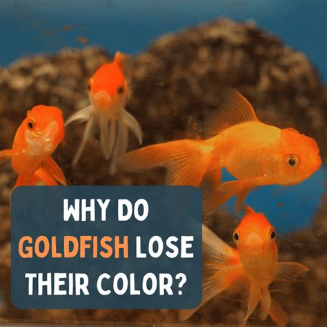 Why Do Goldfish Change Color or Turn White? - PetHelpful