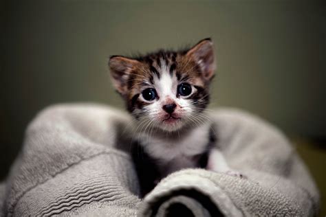 Cute Kitten Images Hd (#2063899) - HD Wallpaper & Backgrounds Download