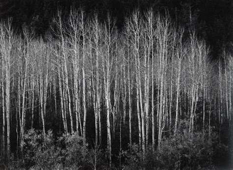 Ansel Adams. Aspens, Dawn, Autumn, Dolores River Canyon, Colorado. 1937 | Ansel adams, Ansel ...