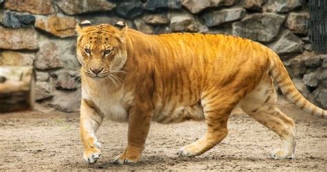 The Truth About Ligers – Lion Tiger Hybrid = “LIGER” | Sia Magazine