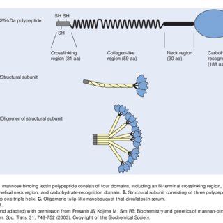 (PDF) Mannose-binding lectin: Laying the stepping stones from clinical research to personalized ...