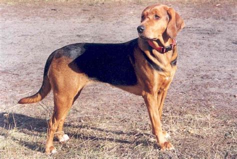 Polish Hound (Ogar Polski) Info, Temperament, Puppies, Pictures