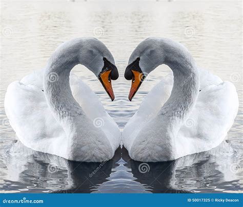 Swans Heart Shape Stock Photo - Image: 50017325