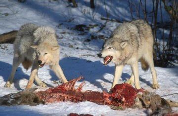 What Do Wolves Eat? The Diet of a Wolf and Its Prey