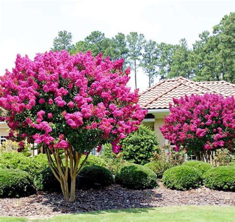 14 Most Beautiful Pink Flowering Trees in Florida