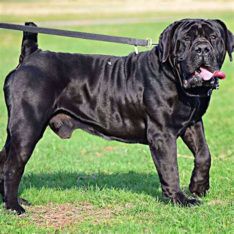 Chilli the Boerboel: Discover the Strength and Beauty