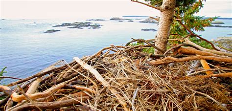 Eagles Deck Out Their Nest With Kelp | Hakai Magazine