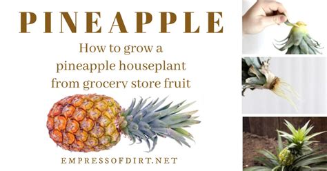 How To Plant a Pineapple Top (Tutorial With Pictures)