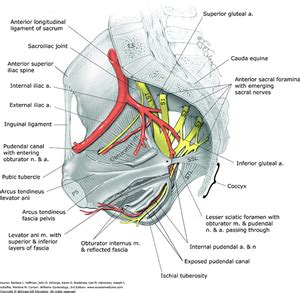 Sacrospinous Ligament - Physiopedia