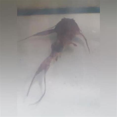 Goonch Catfish for sale – AquariumFishSale.com