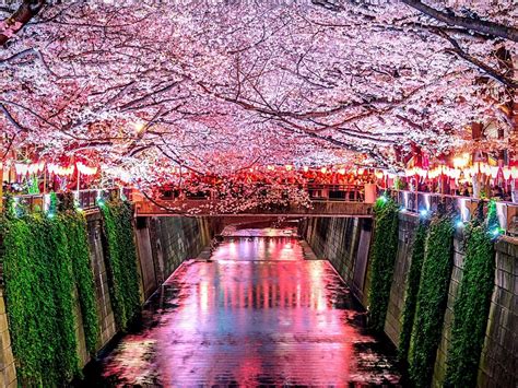 The Japanese Cherry Blossom Floral Celebration of Hanami - Thursd