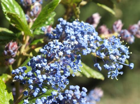 Ceanothus 'Ray Hartman' - Gérard Weiner - Plantes de terrains secs