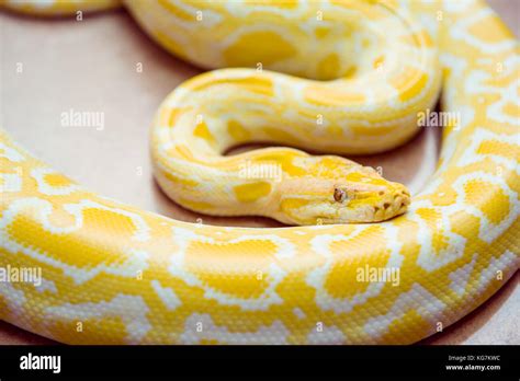 Gold Python,Reticulated python, Python reticulatus Albino snake with ...