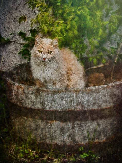 Cat in a planter barrel | Painterly photographic image of a … | Flickr