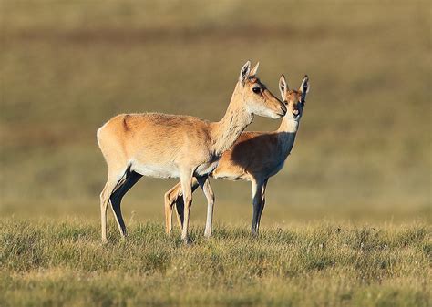 Gazelle de Mongolie - Mongolian Gazelle - Procapra gutturo… | Flickr