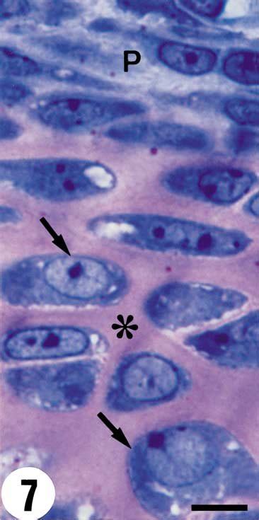 Photomicrograph of rat hyaline cartilage stained by Toluidine Blue. In ...