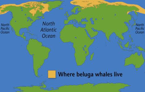 Map of beluga whale range | Marine Mammals | Pinterest