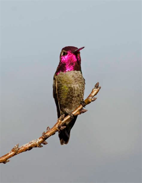 The Wayward Hawaiian: The Allen's Hummingbirds are Back