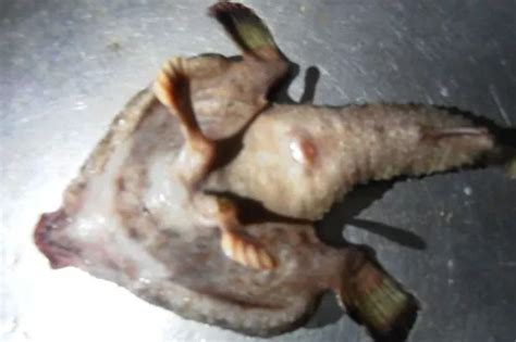 'Walking fish with feet, toes and human nose' found in Caribbean leaves experts baffled - World ...