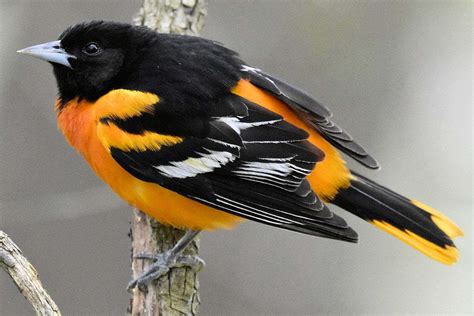 Download Baltimore Oriole Bird Tree Perching Animal Photography Picture | Wallpapers.com