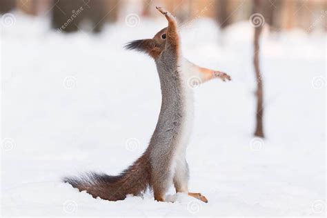 Squirrel in the snow stock photo. Image of animal, beauty - 106446516