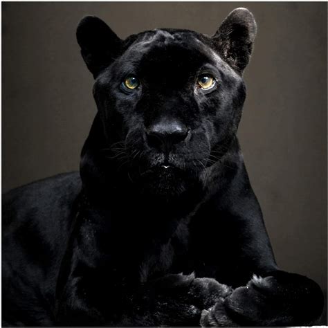 Black Puma Wallpapers - Top Free Black Puma Backgrounds - WallpaperAccess