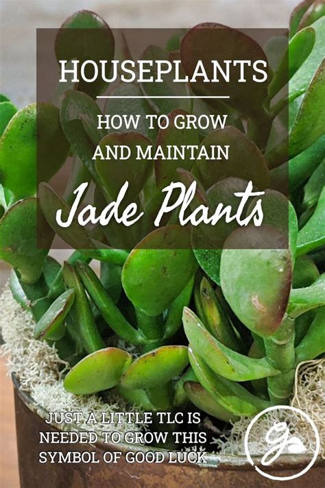 Growing Jade Houseplants - Tips For The Care And Maintenance Of Jade ...