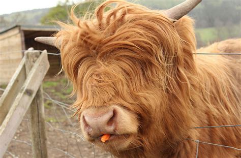 17 Animals with Long Hair and Gigantic Hairstyles