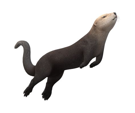 Sea Otter isolated on a Transparent Background 23839790 PNG