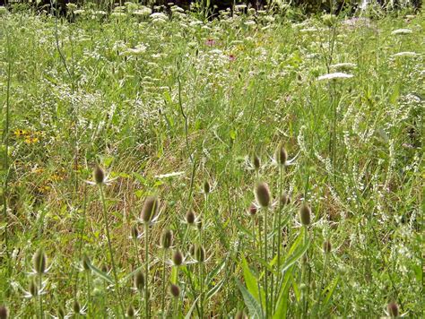 Garden Weeds - What You Need to Know and How to Take Control | Garden Benches Blog