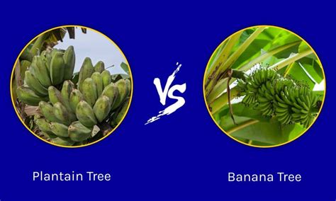 Plantain Tree vs Banana Tree: 5 Key Differences