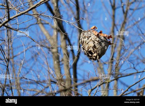 Hornets nest hi-res stock photography and images - Alamy