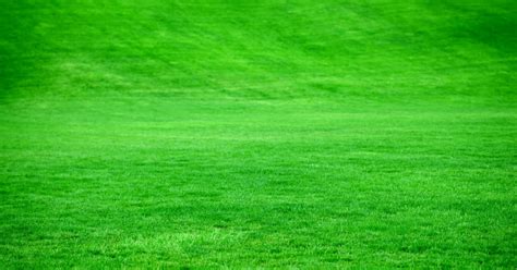 What is the Best Grass Seed for Overseeding? - Lawn Chick