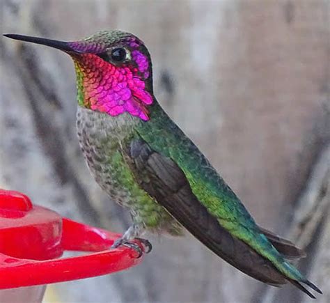 Hummingbird species, with common names, sizes, scientific names and photos