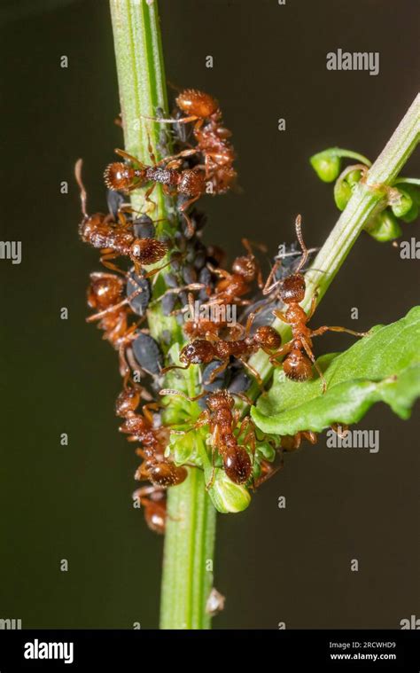 Macro shot sowing some ants protecting and collecting honey dew from aphids on a plant stalk ...