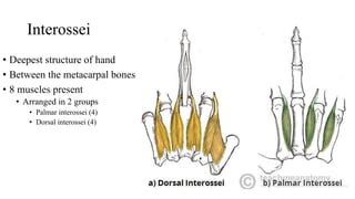 palmar aponeurosis & muscles.pptx