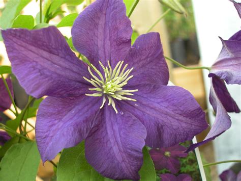 Clematis viticella group ... www.clematis.be...