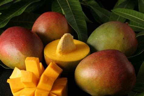 Kent - Mango | Mango, Mango tree, Mango varieties