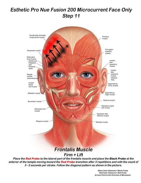 Skin for Life - Step 11, when performing Microcurrent...The frontalis ...