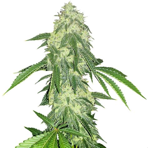 Northern Lights #5 Seeds - Foli Farms, LLC Cannabis