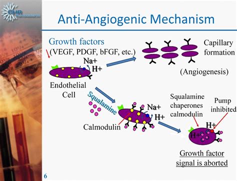 6 Anti - Angiogenic Mechanism Growth factors (VEGF, PDGF, bFGF, etc ...